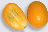 Kumquats at maturity
