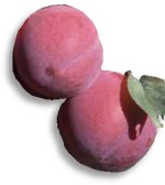 Fresh plums at maturity